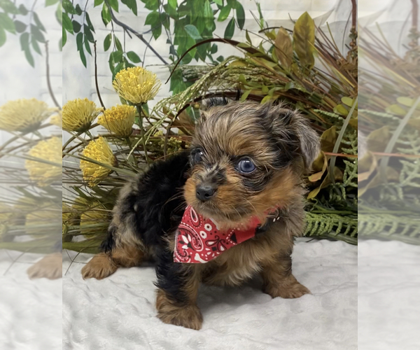 Medium Photo #41 Shorkie Tzu Puppy For Sale in SELLERSBURG, IN, USA