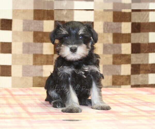 Medium Photo #3 Schnauzer (Miniature) Puppy For Sale in DENVER, PA, USA