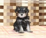 Small #2 Schnauzer (Miniature)