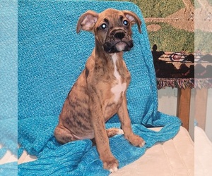 Boxer Puppy for sale in SOUTH BEND, IN, USA