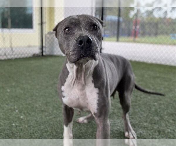 Medium Photo #2 American Pit Bull Terrier-Unknown Mix Puppy For Sale in Tavares, FL, USA