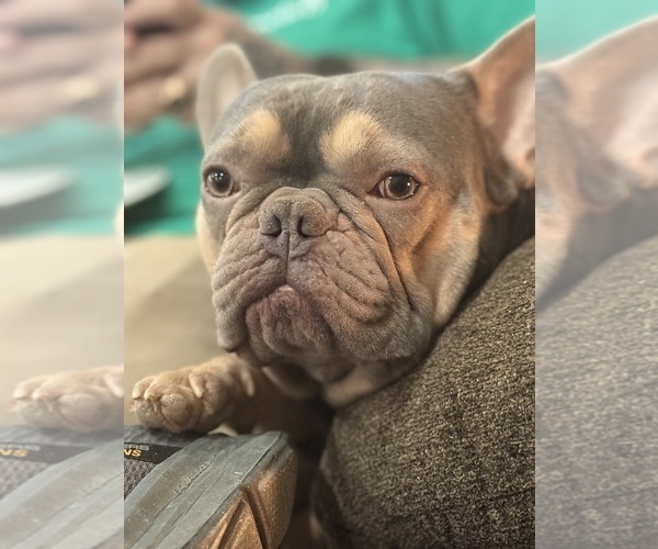 Medium Photo #1 French Bulldog Puppy For Sale in BIG RAPIDS, MI, USA
