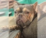 Small Photo #1 French Bulldog Puppy For Sale in BIG RAPIDS, MI, USA