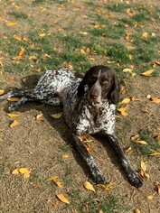 Mother of the German Shorthaired Pointer puppies born on 11/07/2018