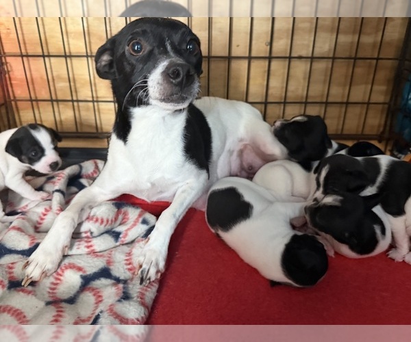 Medium Photo #1 Rat Terrier Puppy For Sale in WHITAKERS, NC, USA