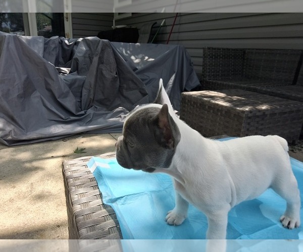 Medium Photo #25 French Bulldog Puppy For Sale in ASHLAND, OH, USA