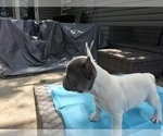 Small #6 French Bulldog