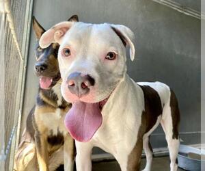 American Pit Bull Terrier Dogs for adoption in San Bernardino, CA, USA