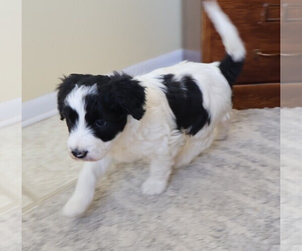 Medium Photo #7 Bordoodle Puppy For Sale in OLATHE, CO, USA