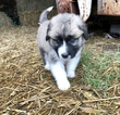 Small Photo #3 Anatolian Shepherd-Great Pyrenees Mix Puppy For Sale in ROBSTOWN, TX, USA