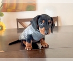 Puppy Puppy 2 Dachshund