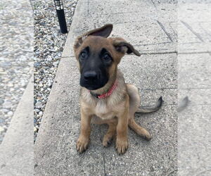 German Shepherd Dog-Unknown Mix Dogs for adoption in Imlay City, MI, USA