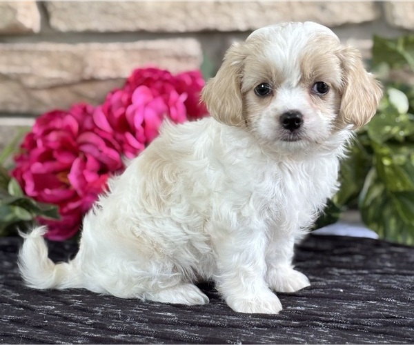 Medium Photo #11 Cav-A-Malt Puppy For Sale in ROCK STREAM, NY, USA