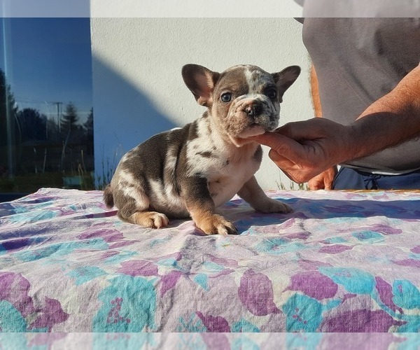 Medium Photo #9 French Bulldog Puppy For Sale in Kaposvar, Somogy, Hungary