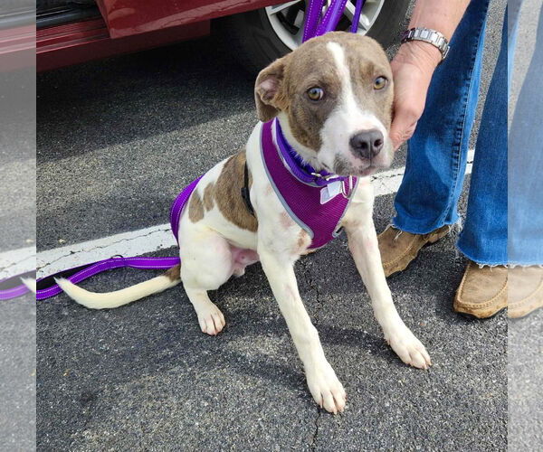 Medium Photo #22 Boxer-Unknown Mix Puppy For Sale in Mount Laurel, NJ, USA