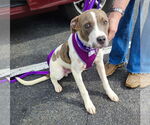 Small Photo #22 Boxer-Unknown Mix Puppy For Sale in Mount Laurel, NJ, USA
