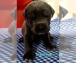 Puppy LT Blue collar Cane Corso