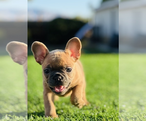 Medium Photo #19 French Bulldog Puppy For Sale in MEMPHIS, TN, USA