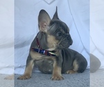 Small Photo #10 French Bulldog Puppy For Sale in CORONA, CA, USA
