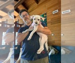 Small Photo #5 Bichon Frise-Unknown Mix Puppy For Sale in Escondido, CA, USA