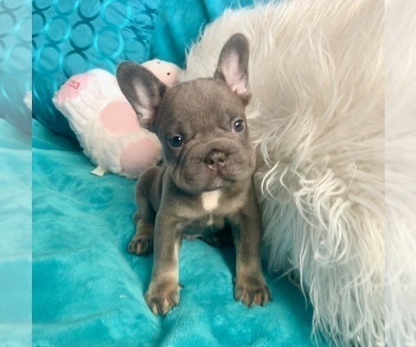 Medium Photo #6 French Bulldog Puppy For Sale in GREENWICH, CT, USA