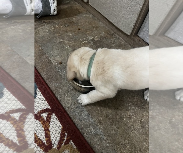 Medium Photo #2 Labrador Retriever Puppy For Sale in BIRNAMWOOD, WI, USA