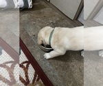 Small #1 Labrador Retriever
