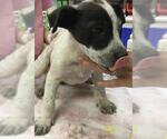 Small Mutt