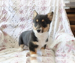 Small Photo #1 Pembroke Welsh Corgi Puppy For Sale in SHILOH, OH, USA