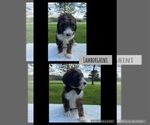 Small Bernedoodle