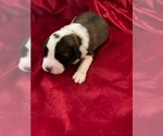 Small Photo #5 Saint Bernard Puppy For Sale in MARENGO, WI, USA