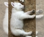 Small Photo #6 Wolf Hybrid Puppy For Sale in FILLMORE, LA, USA