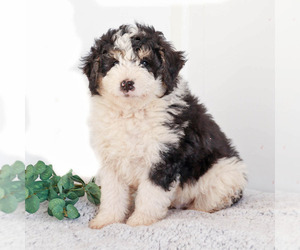 Bernedoodle Puppy for sale in KILLINGER, PA, USA