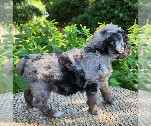 Medium Photo #4 Aussiedoodle Miniature  Puppy For Sale in COLUMBIA, TN, USA
