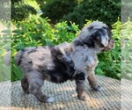 Small #3 Aussiedoodle Miniature 