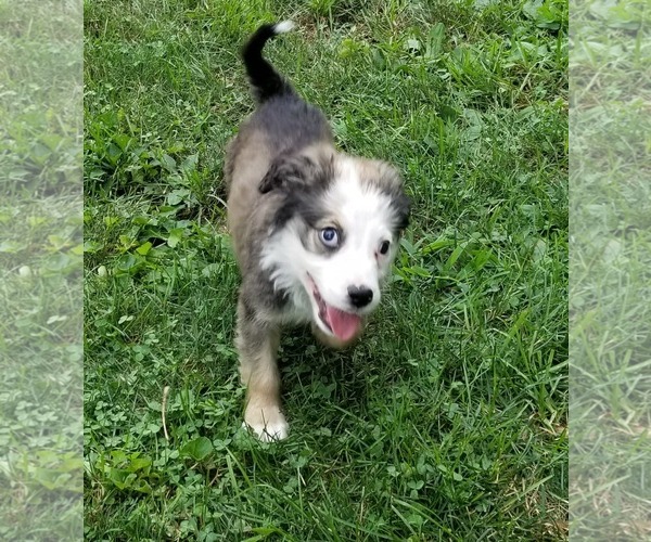 Medium Photo #7 Border-Aussie Puppy For Sale in Columbus, IN, USA