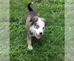 Small #6 Border-Aussie