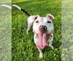Small #1 American Pit Bull Terrier Mix