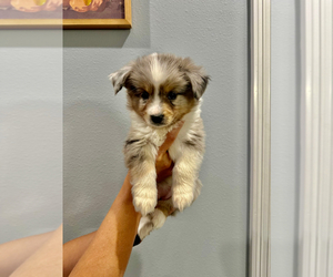Miniature Australian Shepherd Puppy for sale in FRANKLINTON, LA, USA