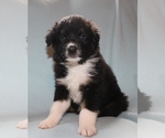Small Photo #6 Australian Shepherd Puppy For Sale in MARBURY, AL, USA