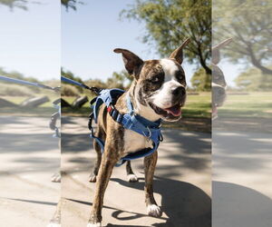 American Pit Bull Terrier-Unknown Mix Dogs for adoption in Chandler, AZ, USA