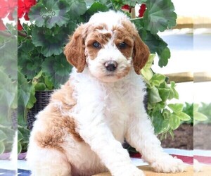 Goldendoodle Puppy for sale in RONKS, PA, USA