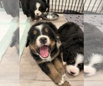 Small #1 Bernese Mountain Dog