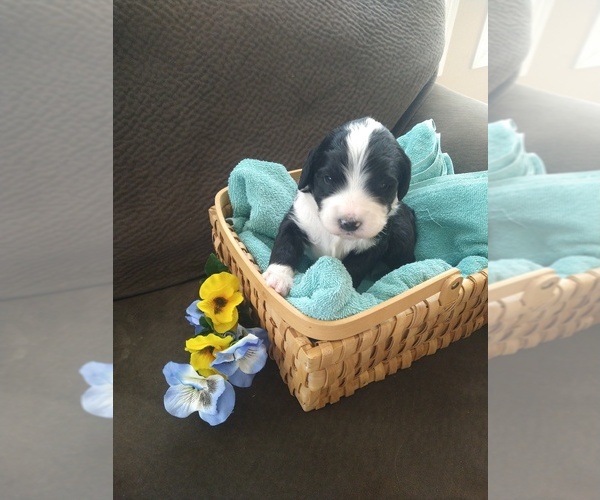 Medium Photo #1 Bernedoodle Puppy For Sale in CALHAN, CO, USA