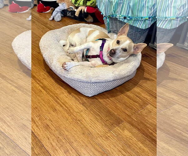 Medium Photo #4 Jack Russell Terrier-Unknown Mix Puppy For Sale in Decatur, GA, USA