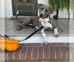 Small #2 American Pit Bull Terrier Mix