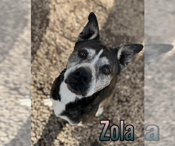 Medium Photo #3 Mutt Puppy For Sale in Elmsford, NY, USA