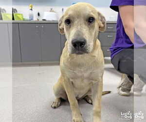 Retriever -Unknown Mix Dogs for adoption in Washington, DC, USA