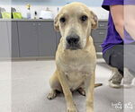 Small Retriever Mix