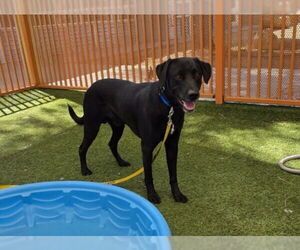 Medium Labrador Retriever Mix